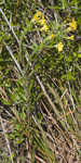 Maryland goldenaster